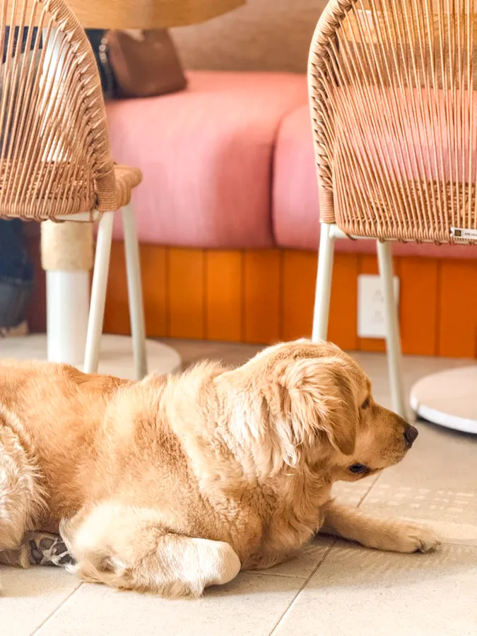 Perrito acompañando en el local de Hula
